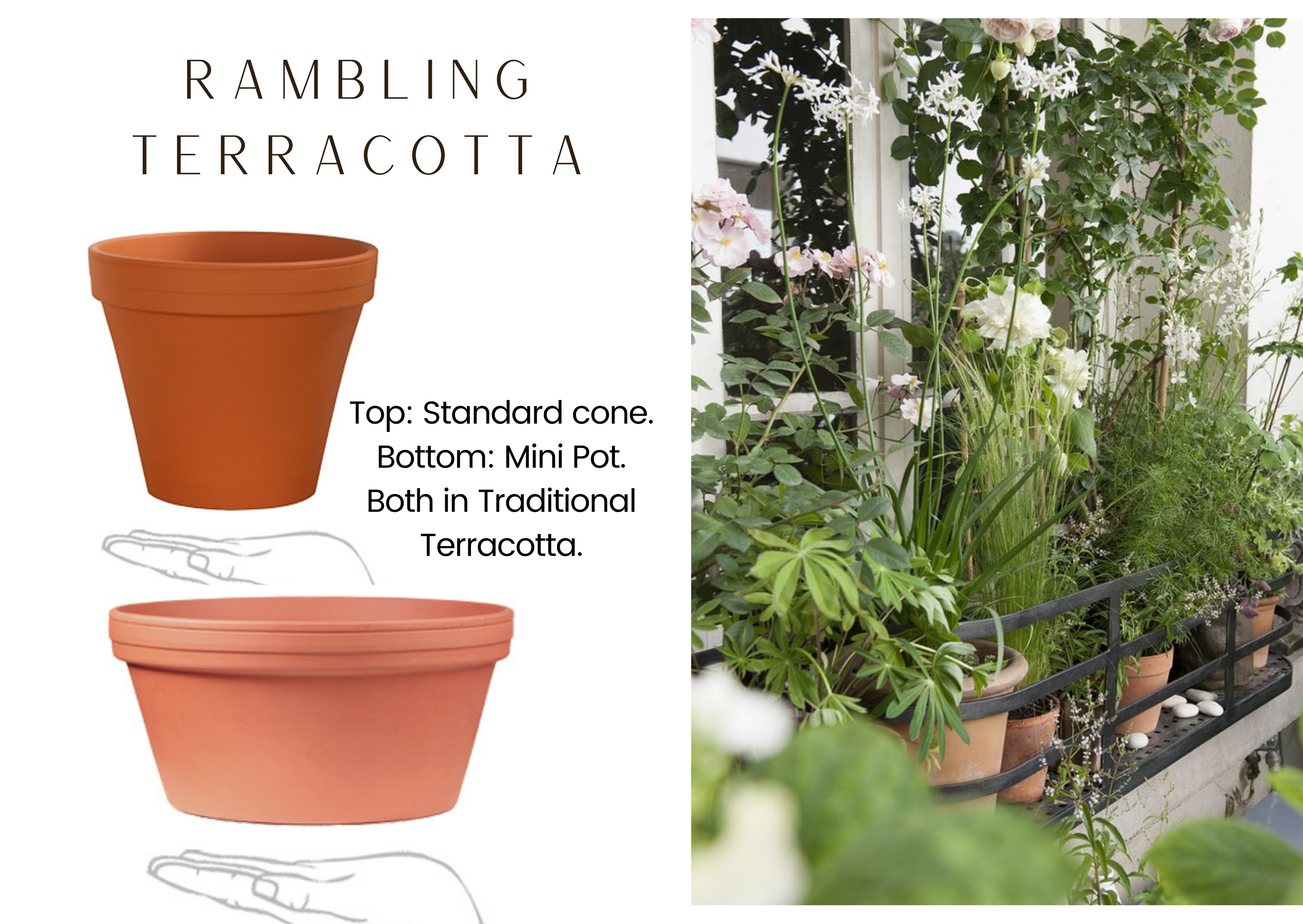 RAMBLING TERRACOTTA 